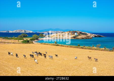 Plage de Tourkomnima sur l'île de Lipsi, Grèce Banque D'Images