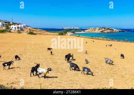 Plage de Tourkomnima sur l'île de Lipsi, Grèce Banque D'Images