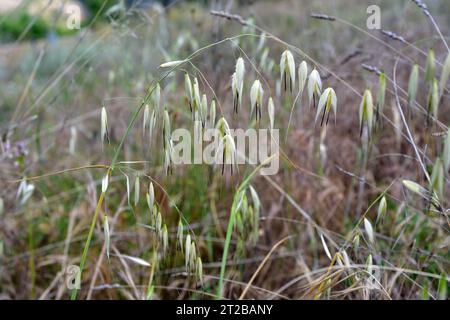 L'avoine sauvage commune (Avena fatua) est une plante annuelle originaire d'Eurasie. Détail inflorescence. Cette photo a été prise à Alquezar, Huesca, Aragon, Espagne. Banque D'Images