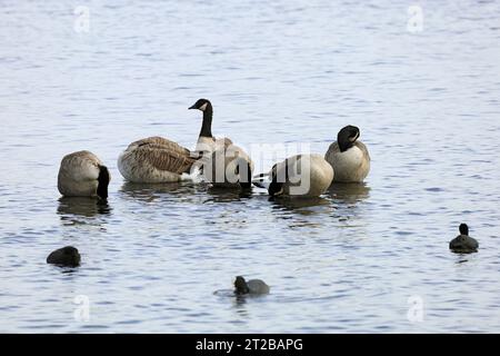 Bernaches du Canada Branta canadensis, réserve naturelle des terres humides de la baie de Cardiff, baie de Cardiff, Galles du Sud, Royaume-Uni. Banque D'Images