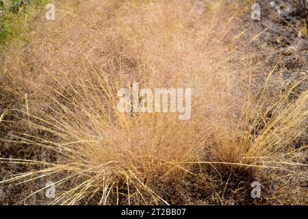 L'herbe ondulée (Deschampsia flexuosa ou Avenella flexuosa) est une plante vivace originaire d'Eurasie, d'Afrique et des Amériques. Cette photo a été prise à Arribe Banque D'Images