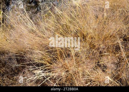 L'herbe ondulée (Deschampsia flexuosa ou Avenella flexuosa) est une plante vivace originaire d'Eurasie, d'Afrique et des Amériques. Cette photo a été prise à Arribe Banque D'Images