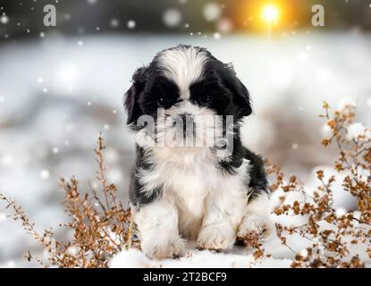 chiot shih tzu devant le fond d'hiver Banque D'Images