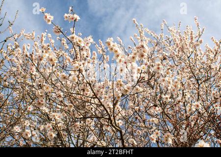 Flores de almendro, flores blancas Banque D'Images