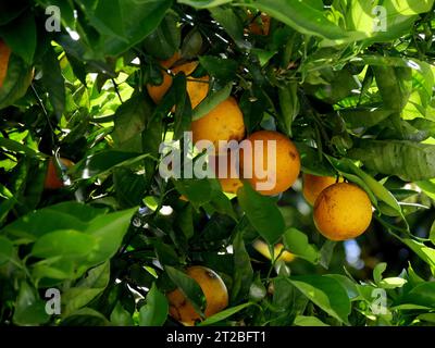 Orange amère : fruits d'agrumes aurantium à la Réunion dans l'arbre. Gros plan d'orange sur les branches Banque D'Images