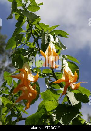 Fleurs jaunes, anges trompent à la Réunion. Gros plan des fleurs de Brugmansia et du ciel bleu. Banque D'Images