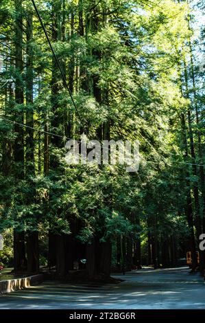 Mystery spot, Santa Cruz, Californie Banque D'Images
