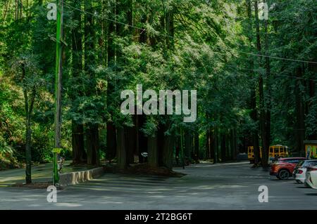 Mystery spot, Santa Cruz, Californie Banque D'Images