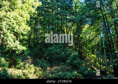 Mystery spot, Santa Cruz, Californie Banque D'Images