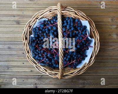 grappes de raisins mûrs bleus dans un panier en osier, vue de dessus Banque D'Images