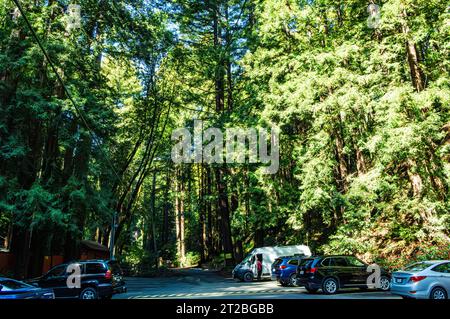 Mystery spot, Santa Cruz, Californie Banque D'Images