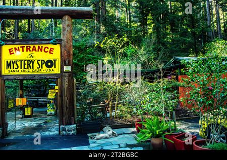 Mystery spot, Santa Cruz, Californie Banque D'Images