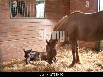 Mare Hanovarienne et poulain nouveau-né couché dans une étable de grange Banque D'Images