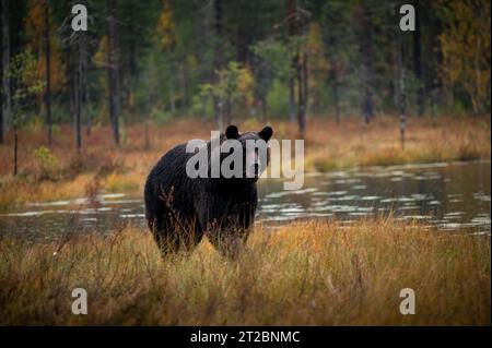 Ours brun (Ursus arctos) en Finlande - Kuhmo Banque D'Images