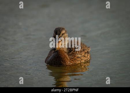 Jeunes canards sur les étangs de Vrbenske en automne matin de couleur ensoleillée Banque D'Images