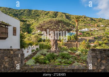 L'ancien Dragon Tree dans la ville d'Icod de los Vinos sur Tenerife, îles Canaries, Espagne Banque D'Images