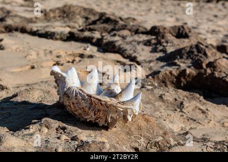 Gros coquillage sur la plage, Madagascar Banque D'Images