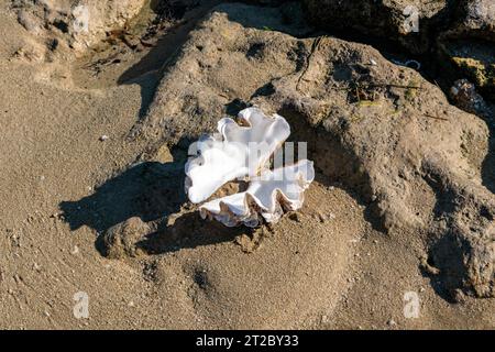 Gros coquillage sur la plage, Madagascar Banque D'Images