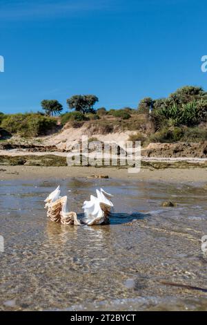 Coquillages dans l'eau sur la plage avec fond de ciel bleu. Banque D'Images