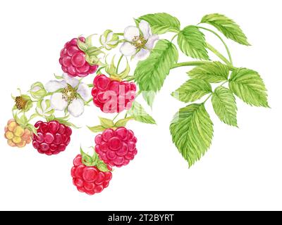 Branche de framboise. Illustration aquarelle sur fond blanc. Jardin, mûres, baies juteuses. Plante saisonnière, source de vitamines, alimentation saine. Vegeta Banque D'Images