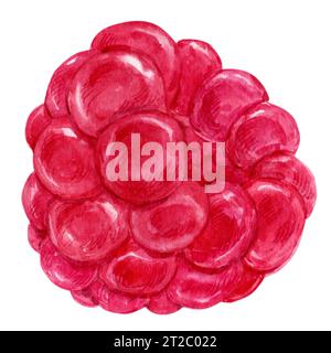 Framboises sur fond blanc, illustration aquarelle. Une baie rouge, produit biologique mûr. Plante saisonnière, source de vitamines, alimentation saine. Veg Banque D'Images