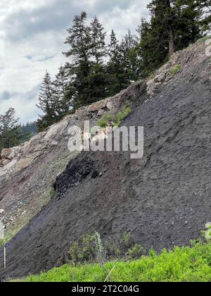 Mouton Big Horn pondant sur le flanc d'une montagne le long de la promenade des champs de glace près de Jasper, en Alberta au Canada, par une journée nuageuse de printemps. Banque D'Images