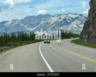 Jasper, AB Canada - 27 mai 2023 : le mouton Big Horn marche le long de la promenade des champs de glace près de Jasper, Alberta au Canada. Banque D'Images