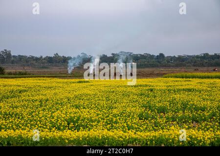 Incinération des déchets agricoles - smog et pollution. Émissions nocives provenant de la combustion du foin et de la paille dans les champs agricoles. Chandpur, Bangladesh Banque D'Images