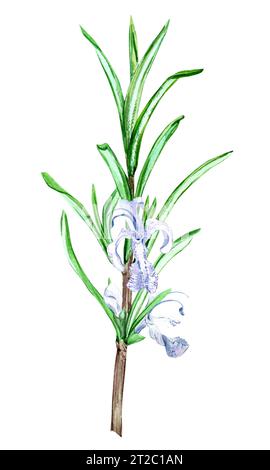 Romarin sur fond blanc. Illustrations à l'aquarelle d'épices, d'herbes pour la cuisine. Une branche verte avec de petites fleurs de lilas dans un style botanique. F Banque D'Images