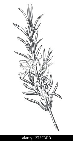 Romarin avec des fleurs sur un fond blanc dans un style rétro. Un assaisonnement populaire dans la cuisine italienne et provençale. Branche dans le style de gravure. Épices b Illustration de Vecteur