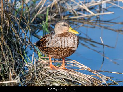 Un beau canard mouillé reposant sur un amas de végétation dans une zone humide côtière du sud du Texas. Banque D'Images