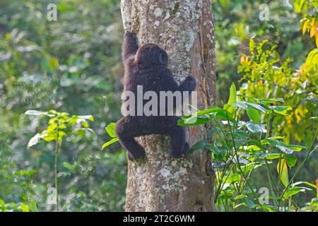 Bébé gorille descendant de son arbre de nid dans le parc national de la forêt impénétrable de Bwindi en Ouganda Banque D'Images