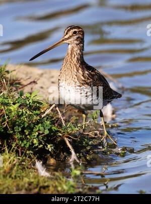 Une Snipe commune (Gallinago gallinago) au bord d'une piscine d'eau sous le soleil d'automne Banque D'Images