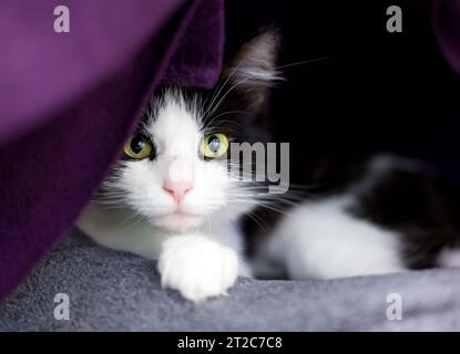 Un chat court noir et blanc timide regardant derrière une couverture Banque D'Images