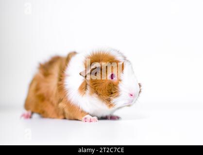 Un cobaye abyssinien rouge et blanc avec les yeux rouges assis sur un fond blanc Banque D'Images