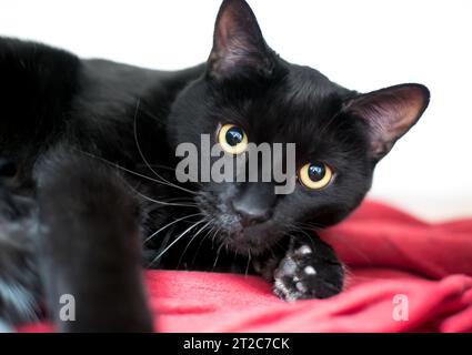 Un chat noir court avec une expression aux yeux larges et des pupilles dilatées reposant sa tête sur une patte Banque D'Images