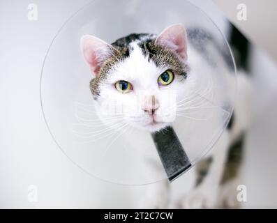 Un chat court tabby et blanc portant un collier élisabéthain protecteur pendant qu'il guérit une chirurgie Banque D'Images