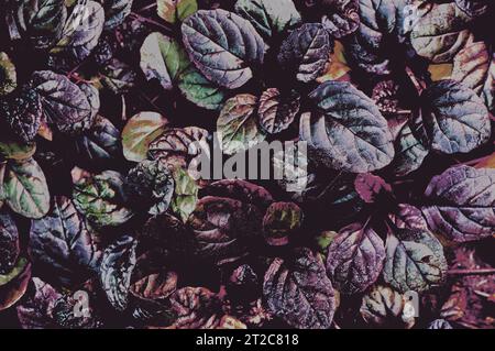 Fond dense abstrait foncé avec des fragments de bugleweed Ajuga reptans - Black Scallop. Photo manipulation de feuilles de plantes Banque D'Images