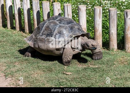 Tortue terrestre géante tout en se déplaçant lentement dans un jardin verdoyant par une journée ensoleillée. Vue rapprochée de tortue en Espagne.. Banque D'Images