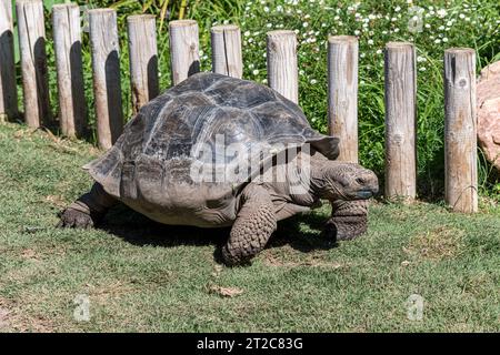 Tortue terrestre géante tout en se déplaçant lentement dans un jardin verdoyant par une journée ensoleillée. Vue rapprochée de tortue en Espagne. Banque D'Images