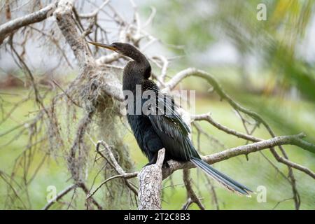 Un grand oiseau anhinga reposant sur une branche d'arbre dans les terres humides de Floride Banque D'Images