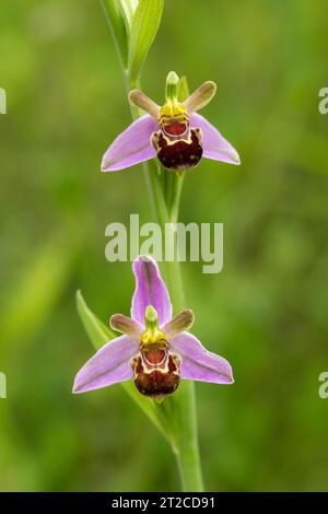 Orchidée Ophrys apifera, en fleur, Forest of Dean, Gloucestershire, UK, juin Banque D'Images