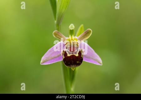 Orchidée Ophrys apifera, en fleur, Forest of Dean, Gloucestershire, UK, juin Banque D'Images