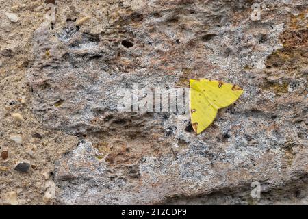 Teigne de Brimstone Opisthographis luteolata, imago perché sur le mur, Mudgley, Somerset, Royaume-Uni, juillet Banque D'Images