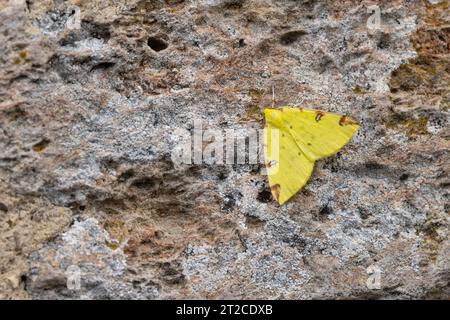 Teigne de Brimstone Opisthographis luteolata, imago perché sur le mur, Mudgley, Somerset, Royaume-Uni, juillet Banque D'Images