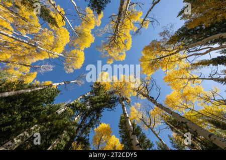 Regardant Yellow Aspens Banque D'Images
