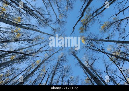 Regardant Yellow Aspens Banque D'Images