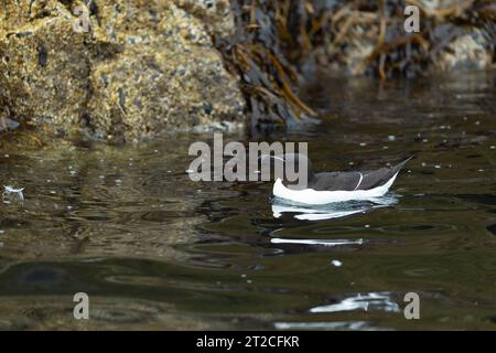 Razorbill Alca torda, natation adulte, îles Farne, Northumberland, Royaume-Uni Banque D'Images