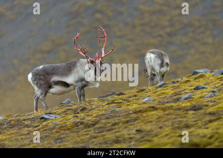 Renne Rangifer tarandus, mâles adultes à la recherche de nourriture, Skunsbuckta, Sbalbard, septembre Banque D'Images