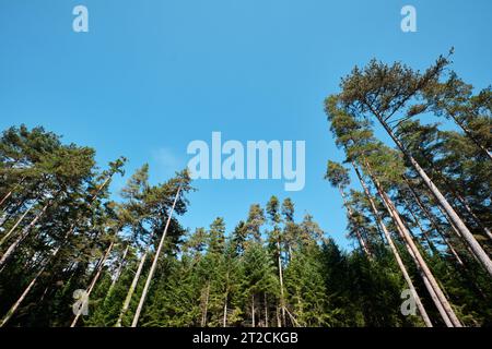 Bolu, Turquie - octobre 15 2023 : vue de longs arbres abies du parc naturel du lac Suluklu qui signifie lac des sangsules Banque D'Images
